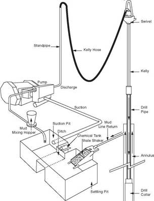 Circulating System